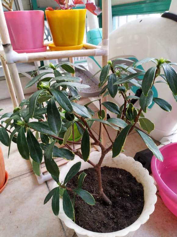 新手养瑞香盆栽的4个教训 图片