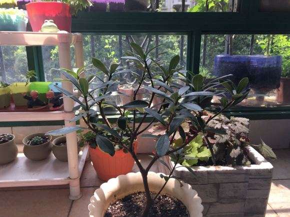 新手养瑞香盆栽的4个教训 图片