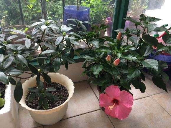 瑞香盆栽为什么要洗根 图片