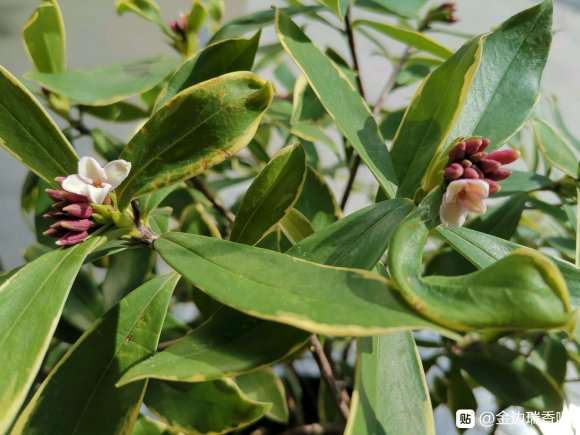 这颗金边瑞香盆栽需要打顶吗 图片