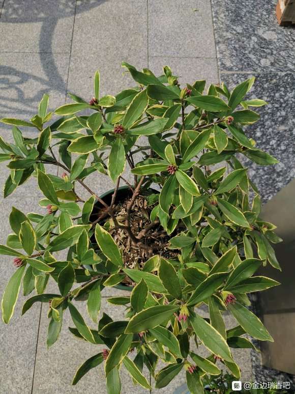 这颗金边瑞香盆栽需要打顶吗 图片