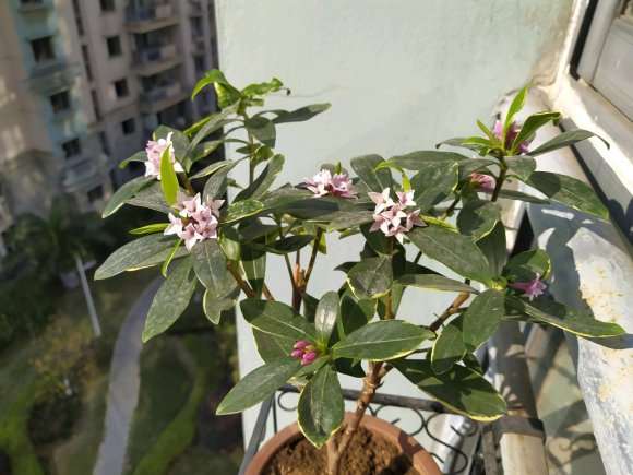 瑞香盆栽花开 有几个花蕾 图片