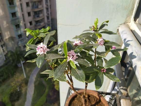 瑞香盆栽花开 有几个花蕾 图片