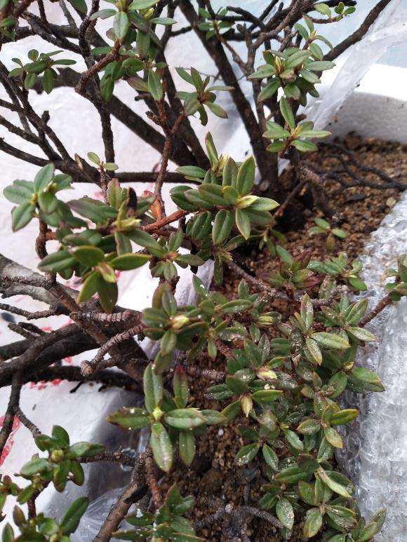 瑞香盆栽叶落后又有小叶冒出来 图片