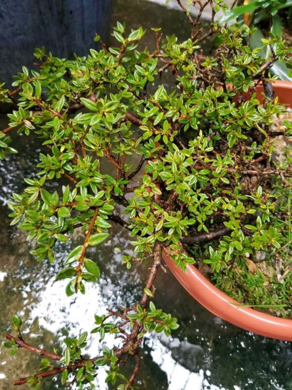 瑞香盆栽叶落后又有小叶冒出来 图片