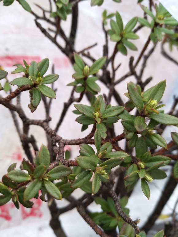 瑞香盆栽叶落后又有小叶冒出来 图片