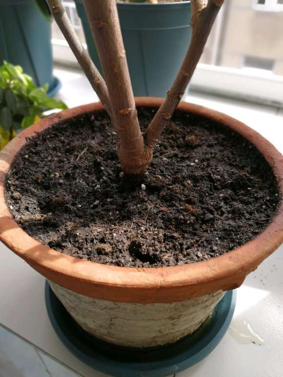 瑞香盆栽 天热休眠 要少浇水 图片