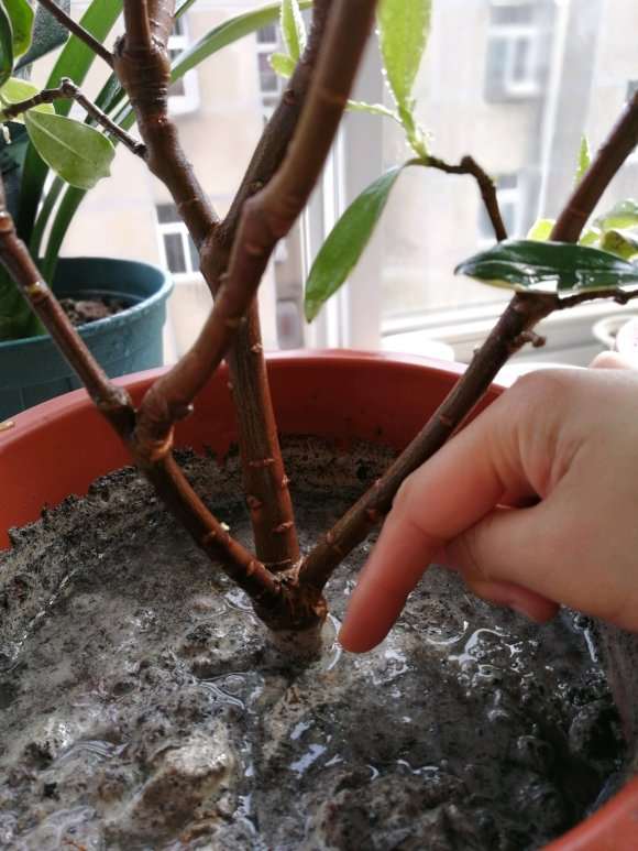 瑞香盆栽 天热休眠 要少浇水 图片