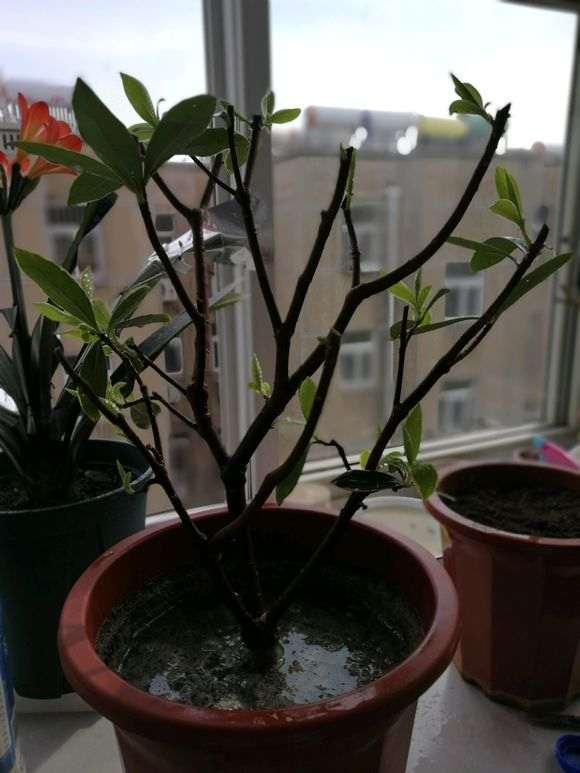 瑞香盆栽 天热休眠 要少浇水 图片