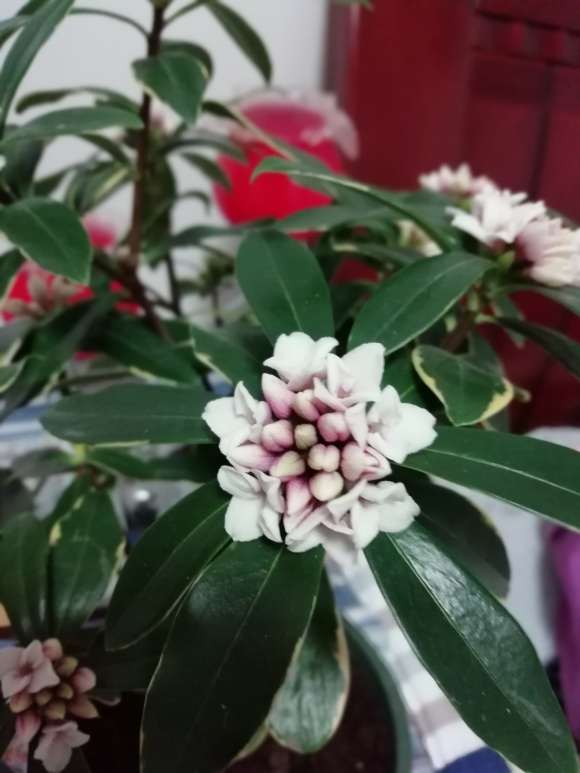 瑞香盆栽问题出在温度 应该放室外 图片