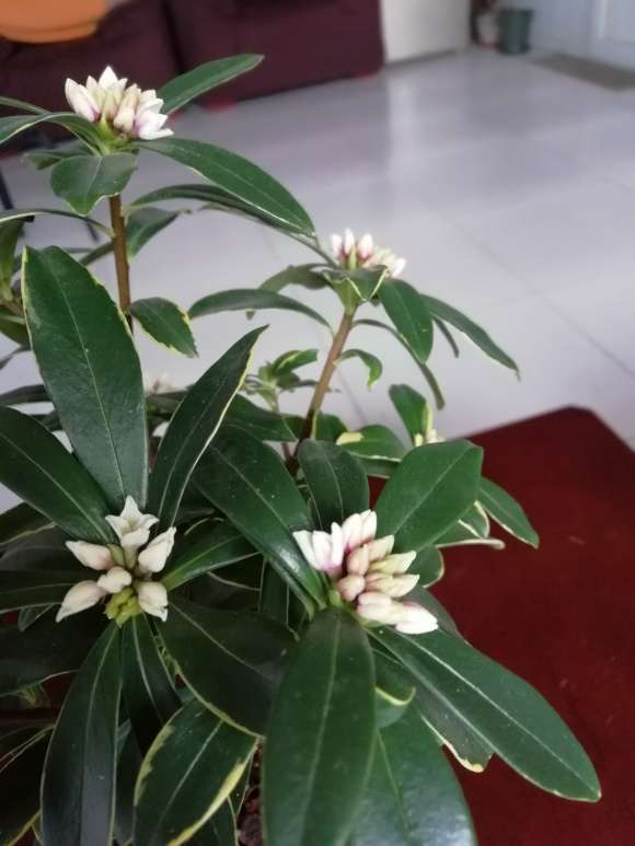 瑞香盆栽问题出在温度 应该放室外 图片