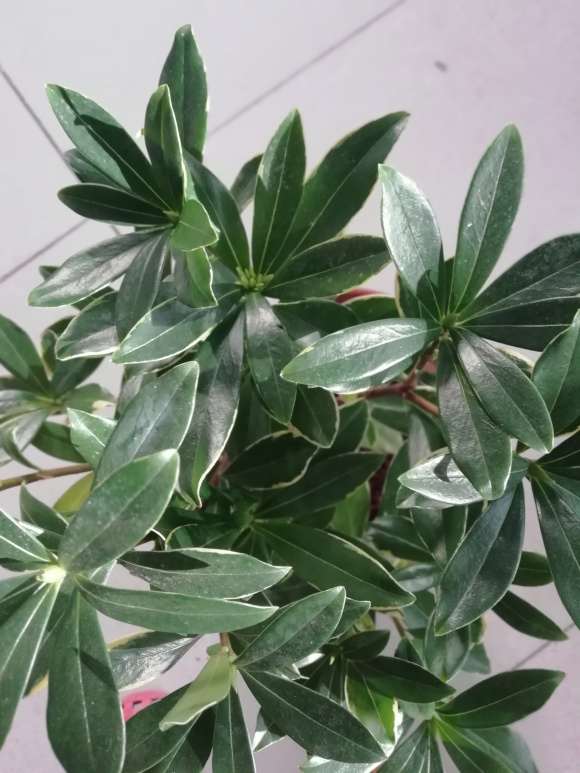 瑞香盆栽问题出在温度 应该放室外 图片