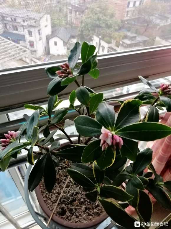 瑞香盆栽花苞也淡 真是品种不同 图片