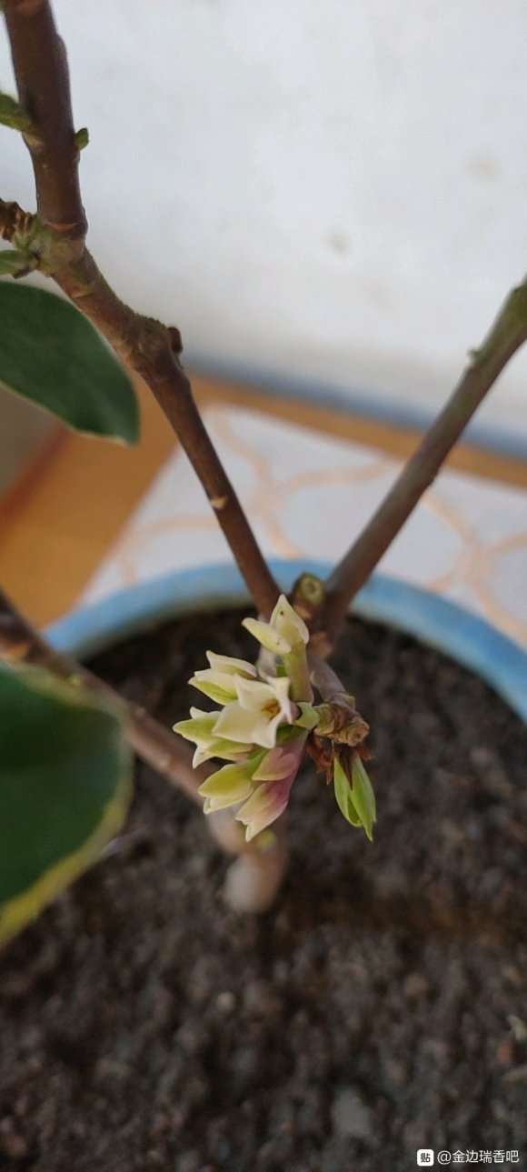 瑞香盆栽花苞也淡 真是品种不同 图片