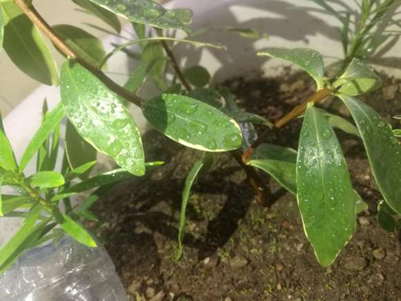 盆栽瑞香耐寒多少度呀 图片