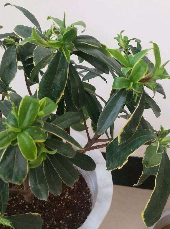 瑞香盆栽咋光长叶芽不长花苞呢 图片