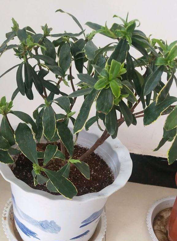 瑞香盆栽咋光长叶芽不长花苞呢 图片