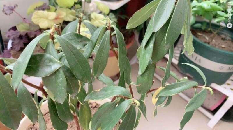 瑞香盆栽估计养不活了 怎么办 图片