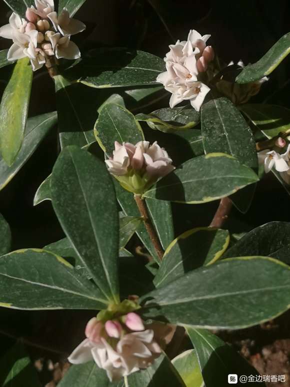 北方金边瑞香盆栽怎样养护 图片