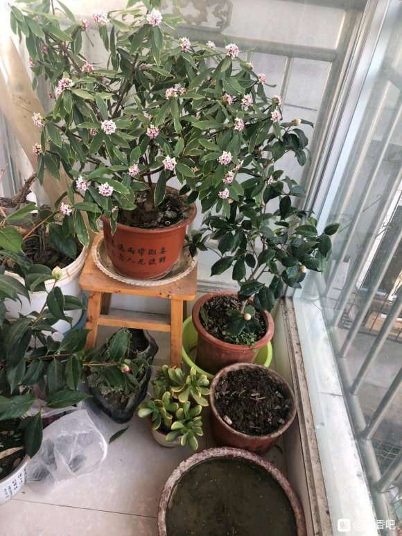 为什么瑞香盆栽 水不要乱浇 图片
