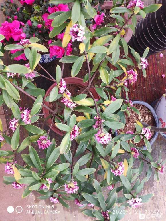 为什么瑞香盆栽 水不要乱浇 图片