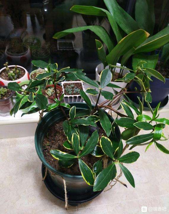 为什么瑞香盆栽 水不要乱浇 图片