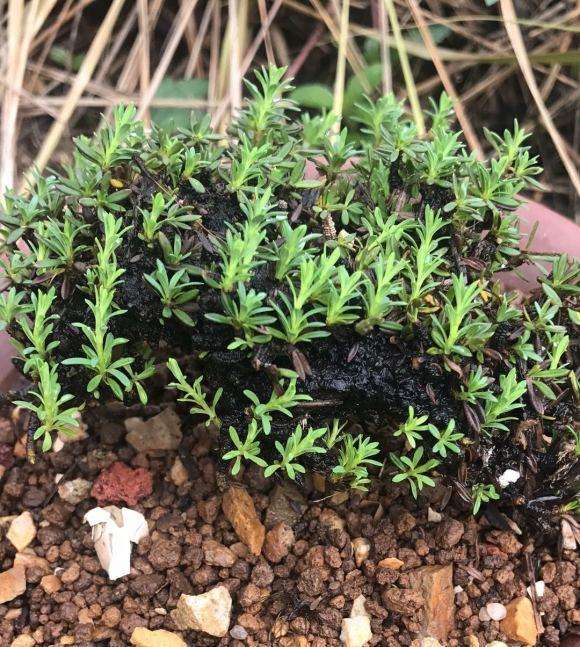 为什么瑞香盆栽活到夏天就死 图片