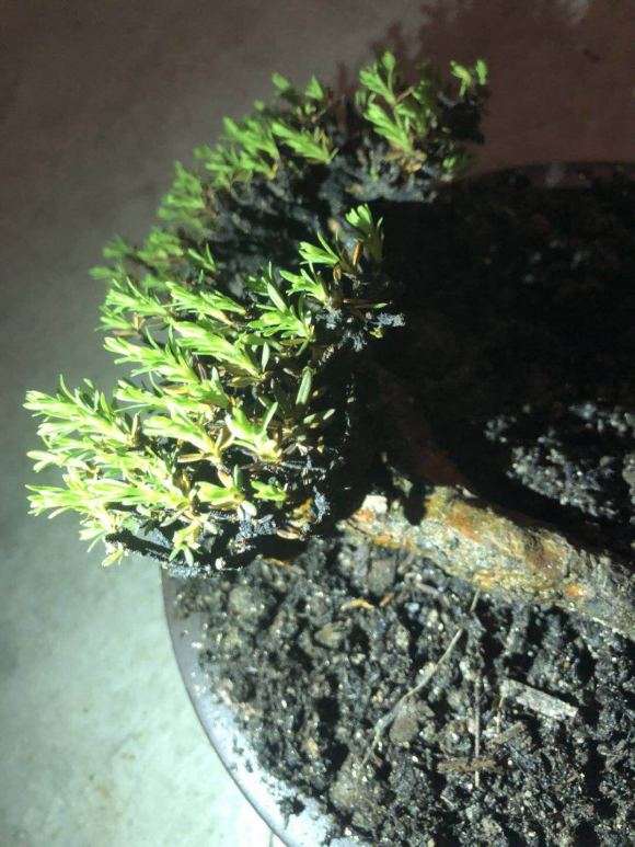 为什么瑞香盆栽活到夏天就死 图片