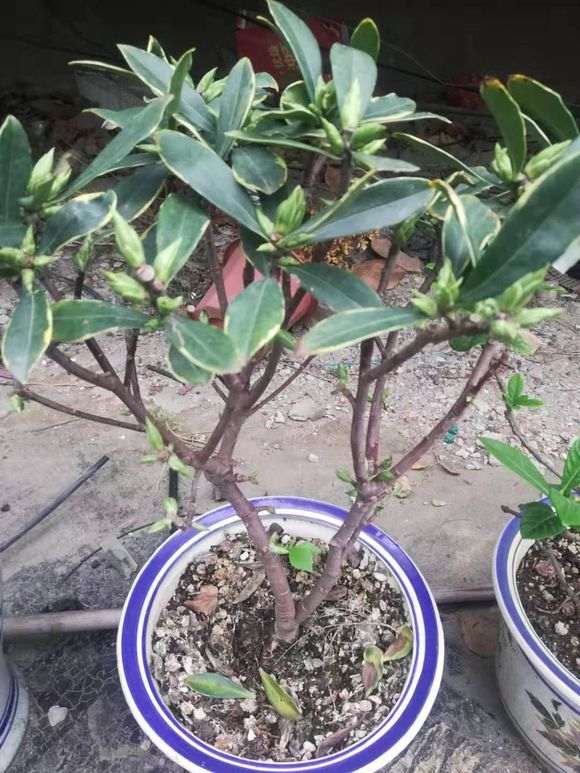 瑞香盆栽一直不发叶子是怎么回事 图片