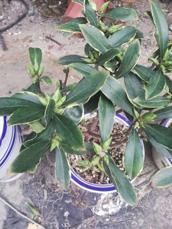 瑞香盆栽一直不发叶子是怎么回事 图片