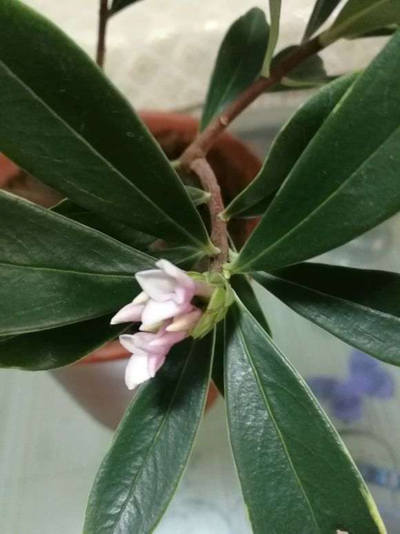 为什么瑞香盆栽这么早就开花了 图片