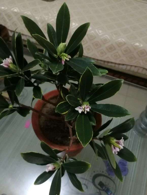 为什么瑞香盆栽这么早就开花了 图片