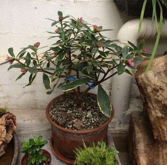 瑞香盆栽可以露天养吗 图片