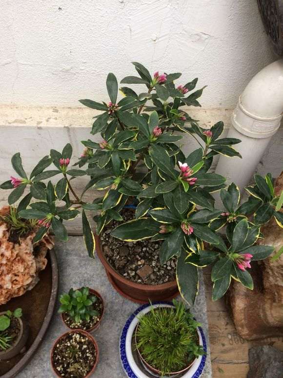 瑞香盆栽可以露天养吗 图片