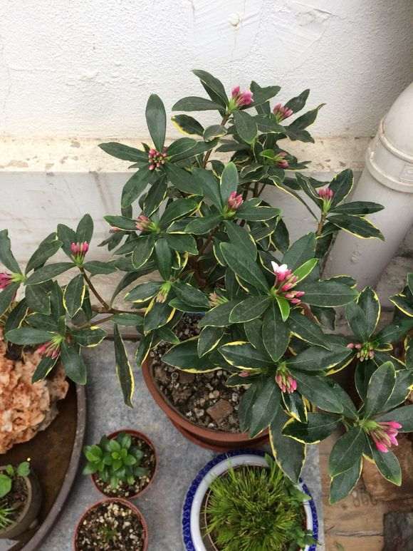 瑞香盆栽可以露天养吗 图片