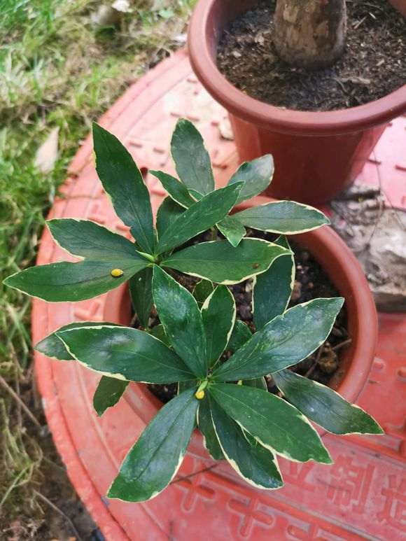 水培瑞香盆栽多少天可以生根 图片