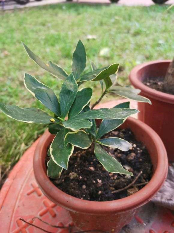 水培瑞香盆栽多少天可以生根 图片