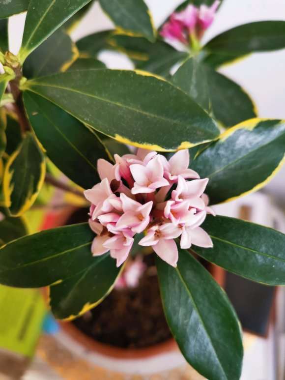 瑞香盆栽现在怎么开始发芽 图片