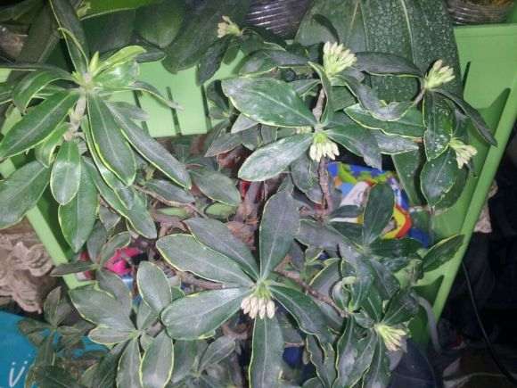 夏天阳台养瑞香盆栽 热死了 怎么办 图片