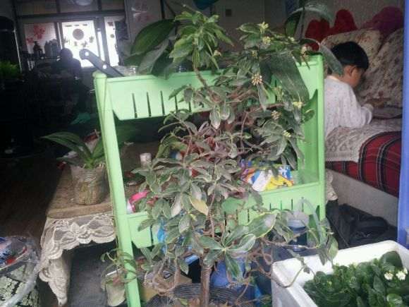 夏天阳台养瑞香盆栽 热死了 怎么办 图片