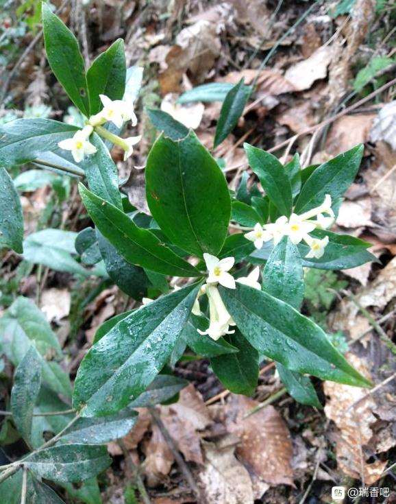 去年山里挖的瑞香盆栽开花了 图片