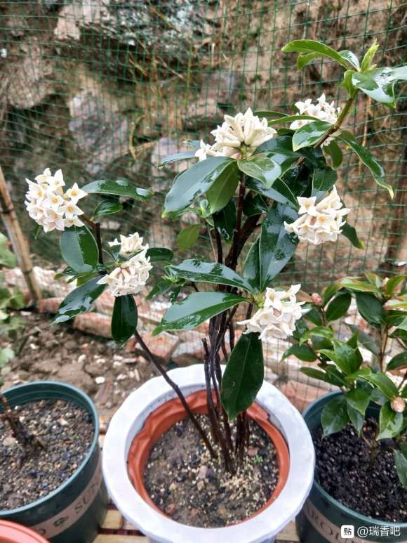去年山里挖的瑞香盆栽开花了 图片