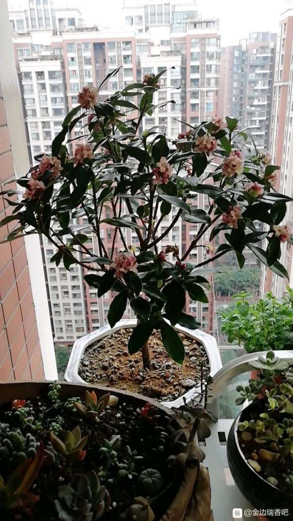 瑞香盆栽一年能开几次啊 如何修剪