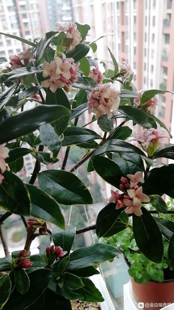 瑞香盆栽一年能开几次啊 如何修剪