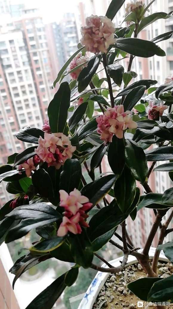 瑞香盆栽一年能开几次啊 如何修剪