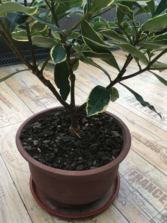 为什么室内养瑞香盆栽 要注意通风