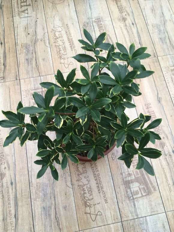 为什么室内养瑞香盆栽 要注意通风