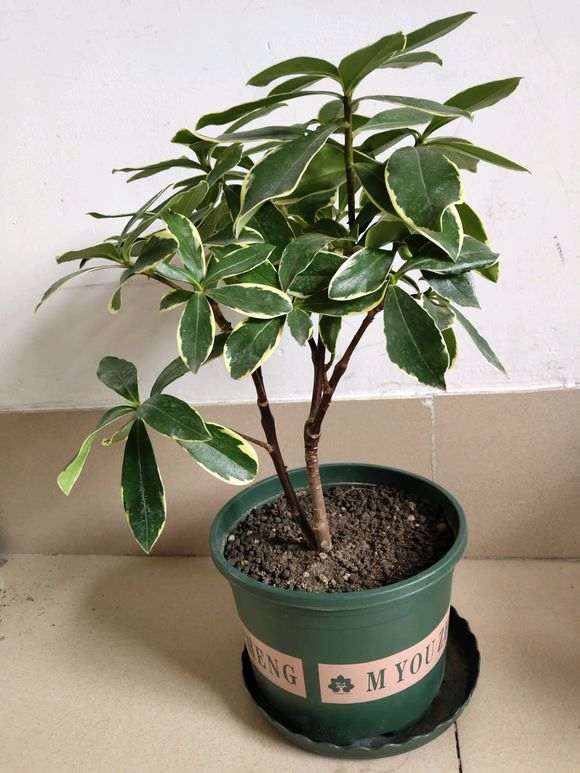 瑞香盆栽用蚯蚓粪种的 浇水就漏 图片