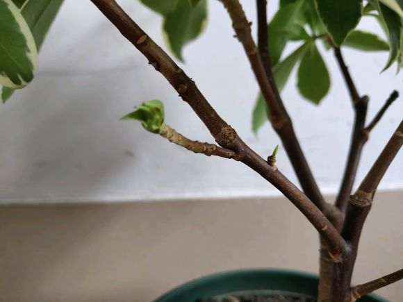 瑞香盆栽用蚯蚓粪种的 浇水就漏 图片