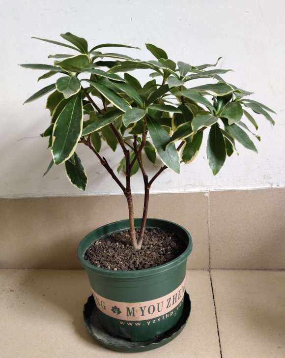 瑞香盆栽用蚯蚓粪种的 浇水就漏 图片